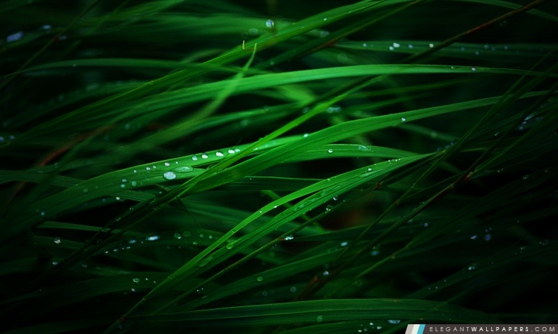 Green Grass Macro, Arrière-plans HD à télécharger