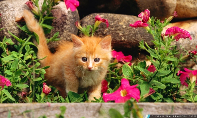 Ludique chaton orange, Arrière-plans HD à télécharger