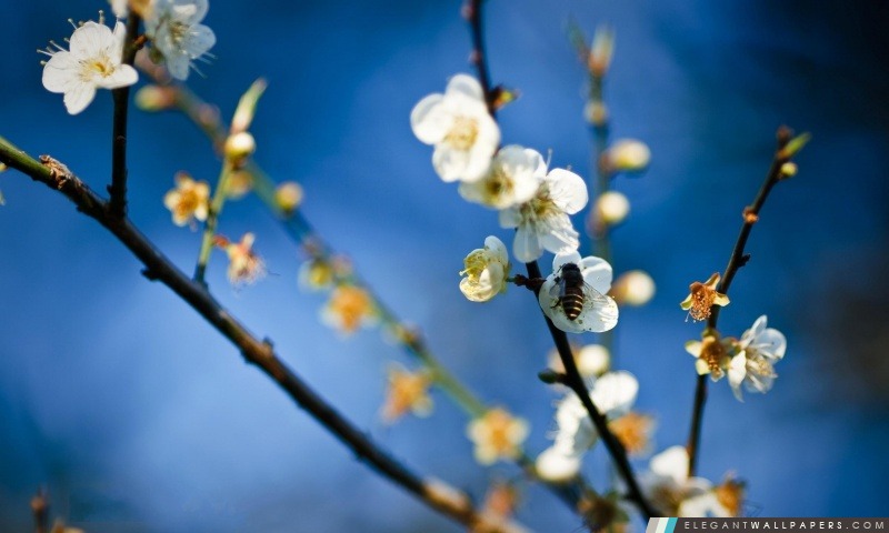 Abeille Et Spring Blossom, Arrière-plans HD à télécharger
