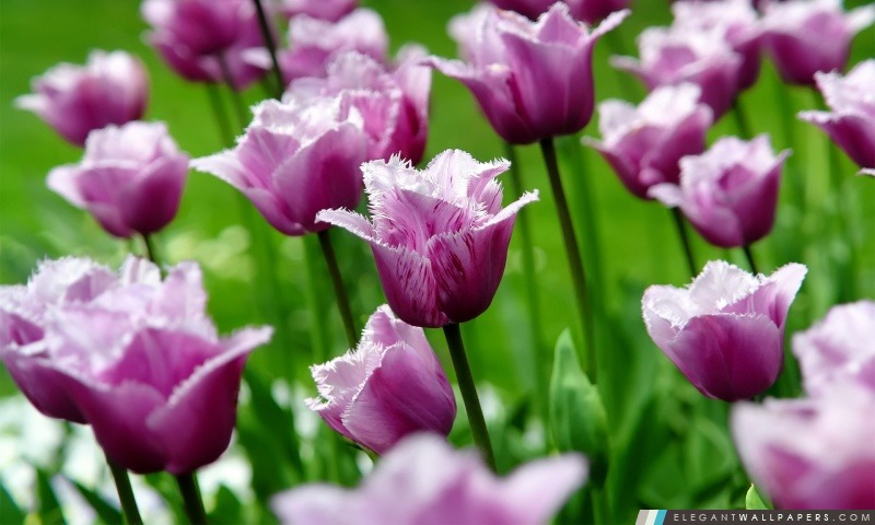 Tulipes pourpres Parrot, Arrière-plans HD à télécharger