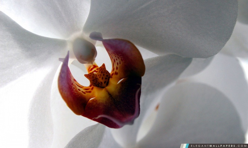 Orchidée blanche, Arrière-plans HD à télécharger