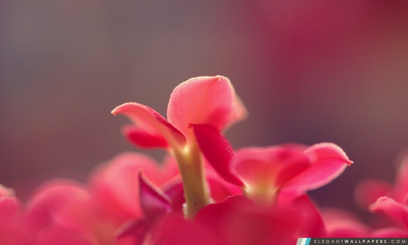Rose petites fleurs, macro, Arrière-plans HD à télécharger