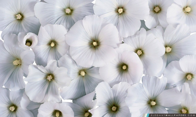 Doux Fleurs blanches, Arrière-plans HD à télécharger
