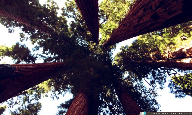 Sequoia Trees, Arrière-plans HD à télécharger
