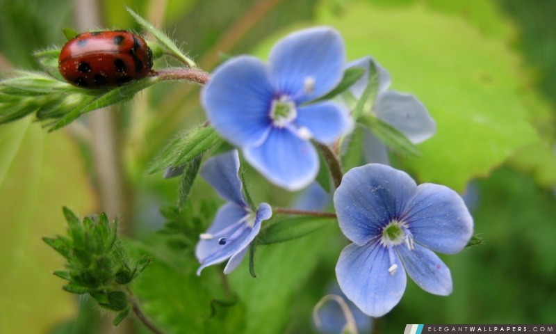 Bug Et Fleur bleue, Arrière-plans HD à télécharger