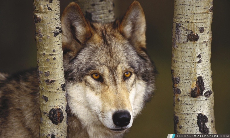 Watcher In The Woods loup gris, Arrière-plans HD à télécharger