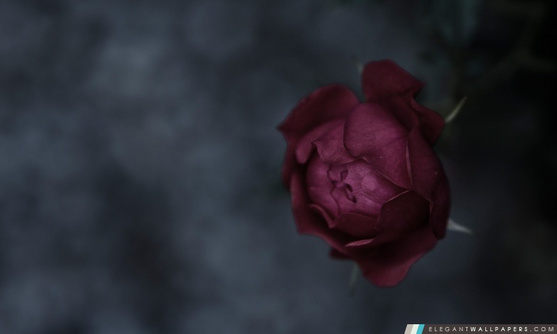 Bourgogne Rose, Arrière-plans HD à télécharger