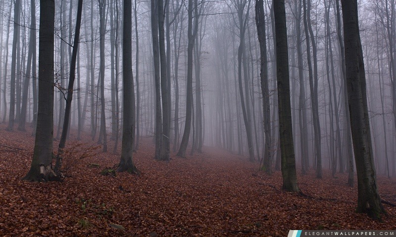 Brouillard de forêt, Arrière-plans HD à télécharger