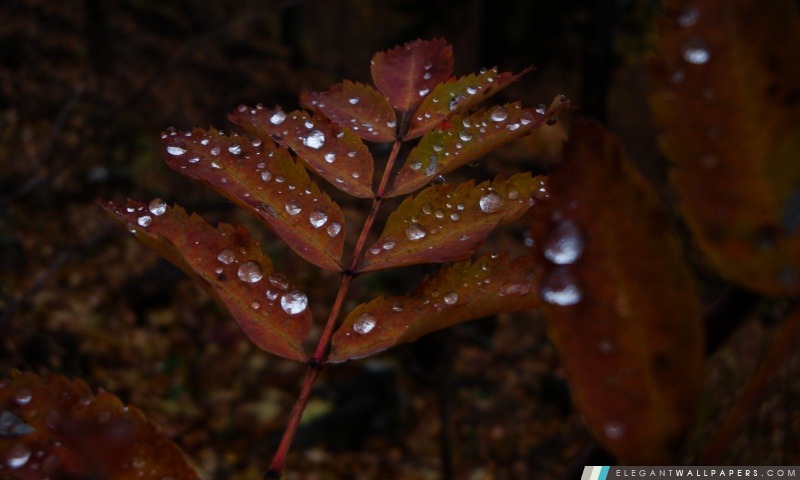Wet feuilles de couleur rouille, Arrière-plans HD à télécharger