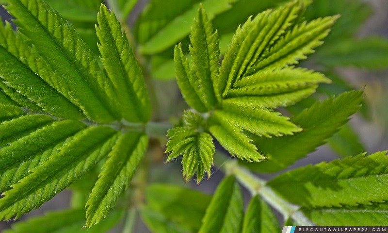 Branches avec des feuilles vertes, Arrière-plans HD à télécharger