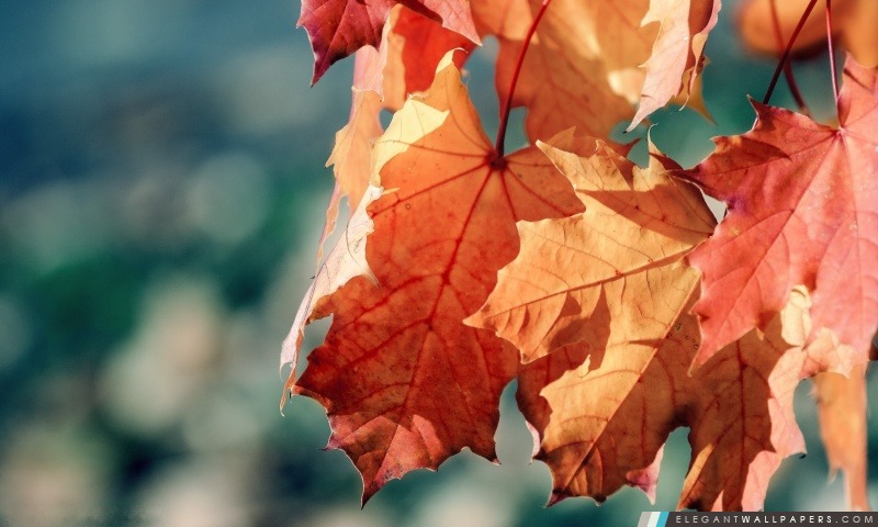 Automne feuilles d'érable, Arrière-plans HD à télécharger