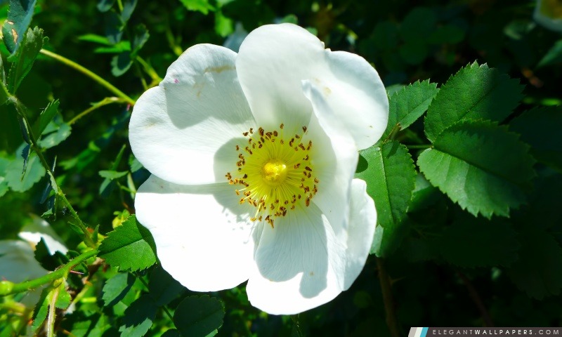 White Rose sauvage, Arrière-plans HD à télécharger