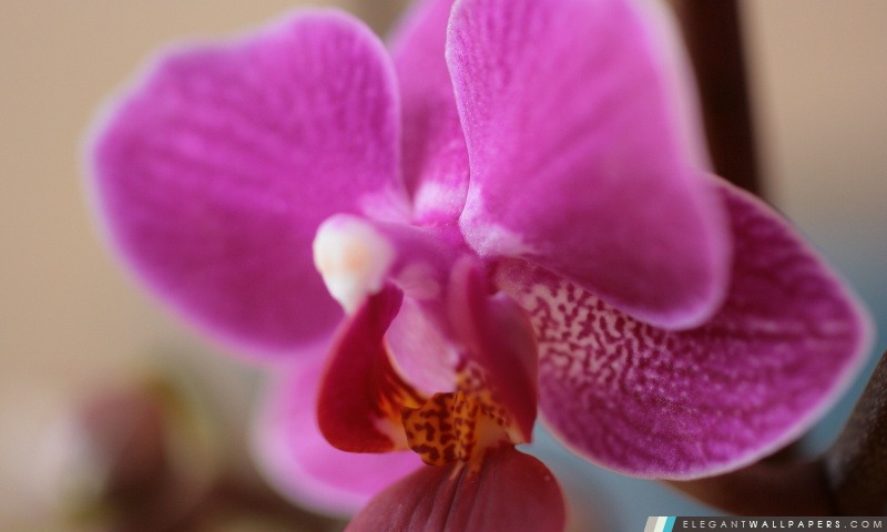 Orchidée pourpre, Arrière-plans HD à télécharger