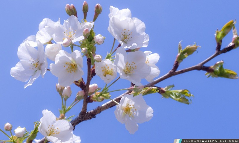 Cerise Fleurs blanches, Arrière-plans HD à télécharger