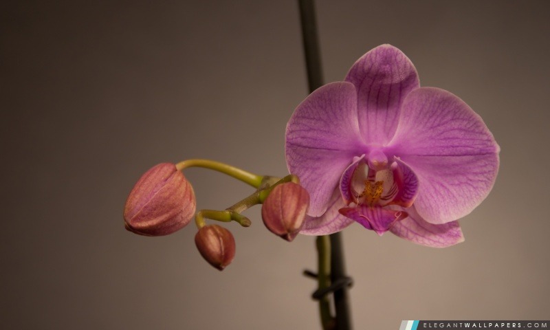 Orchidée rose, Arrière-plans HD à télécharger