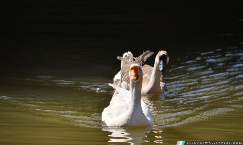 Deux canards dans un lac, Arrière-plans HD à télécharger