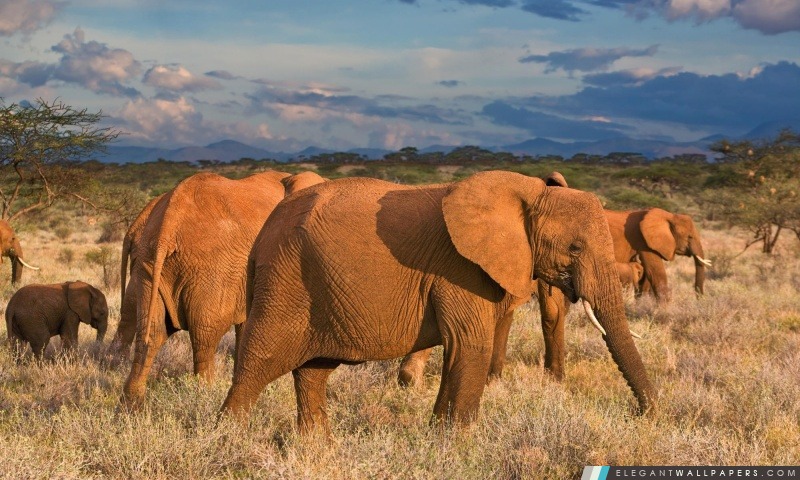 Éléphants d'Afrique Réserve nationale de Samburu au Kenya, Arrière-plans HD à télécharger