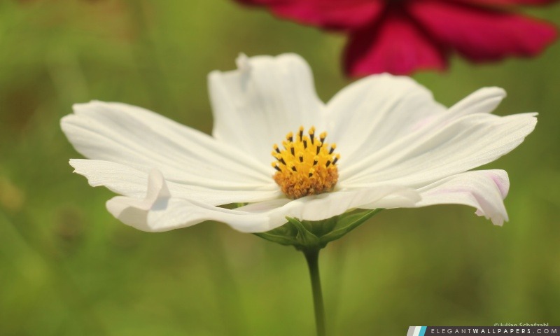 Blume, Arrière-plans HD à télécharger
