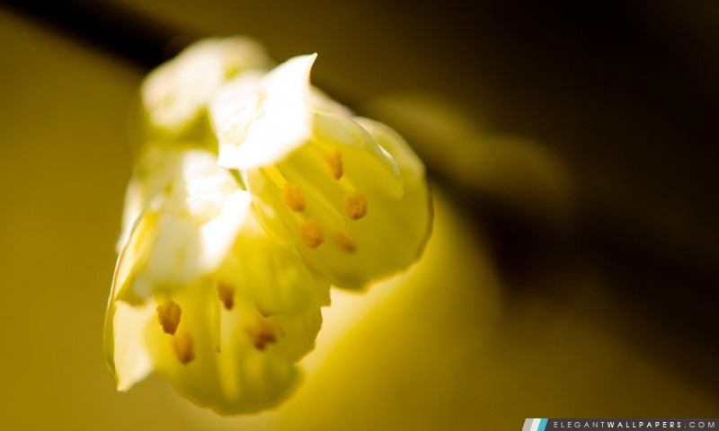 Fleurs jaunes, Arrière-plans HD à télécharger