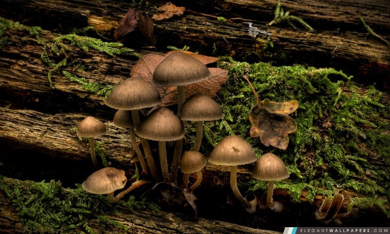 La culture des champignons sur une souche d'arbre, Arrière-plans HD à télécharger