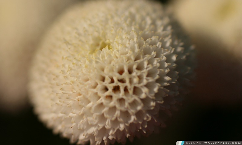 Soft White Flower, Arrière-plans HD à télécharger