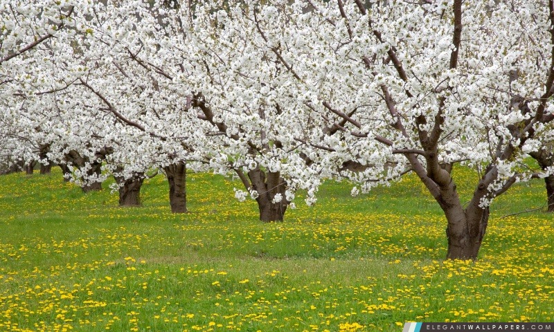 Floraison des arbres fruitiers Mosier Oregon, Arrière-plans HD à télécharger