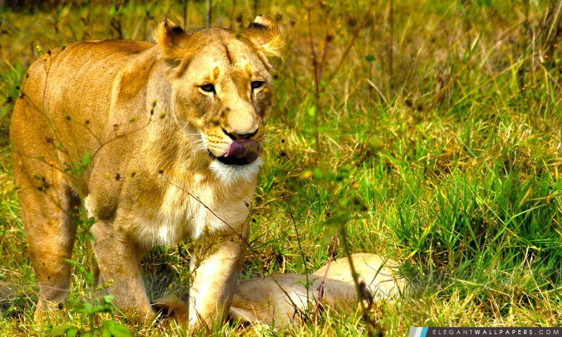 Lionne africaine, Arrière-plans HD à télécharger