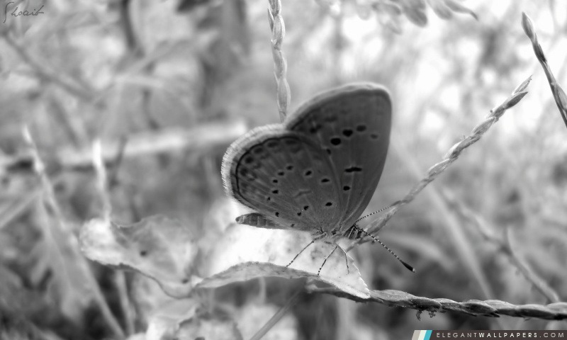 Papillon par Shoaib Photographie, Arrière-plans HD à télécharger
