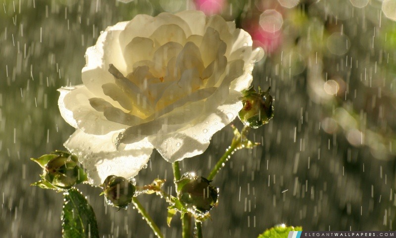 White Rose In Rain, Arrière-plans HD à télécharger