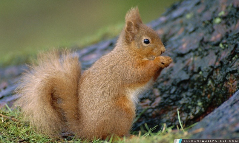 Portrait de l'écureuil roux manger Sciurus Vulgaris Ecosse Royaume-Uni, Arrière-plans HD à télécharger