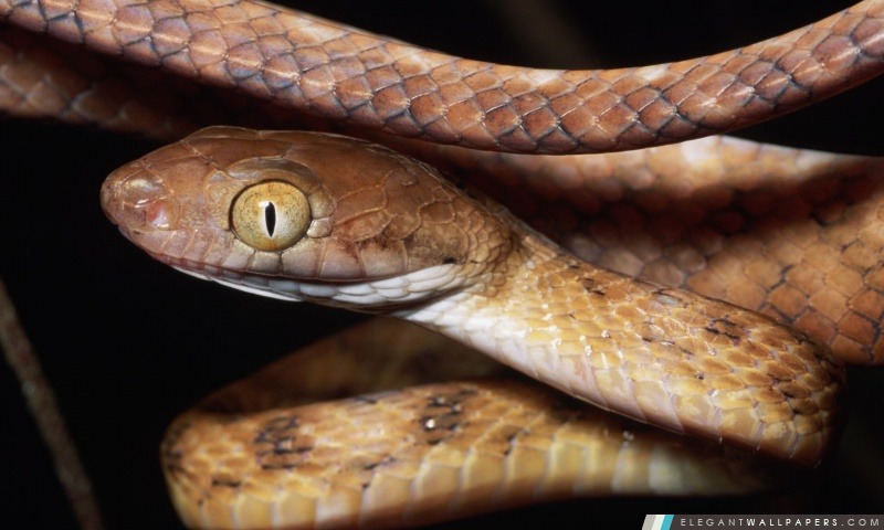 Brown Serpent Close Up, Arrière-plans HD à télécharger