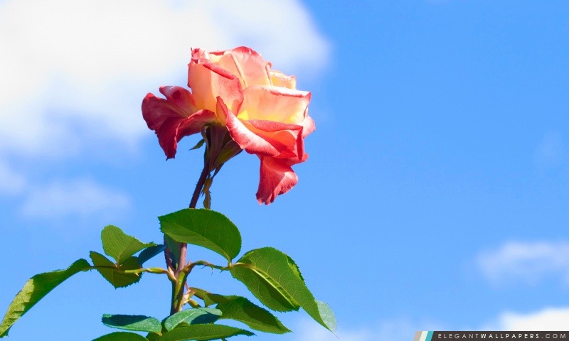 Rose Sur fond de ciel bleu, Arrière-plans HD à télécharger