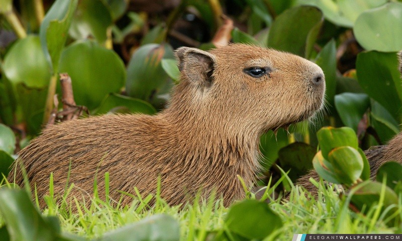 Capybara Venezuela, Arrière-plans HD à télécharger