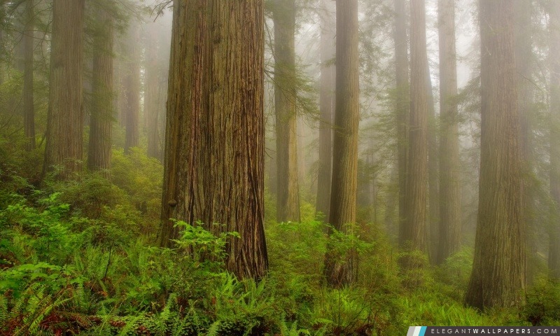 Redwood National Park, Arrière-plans HD à télécharger