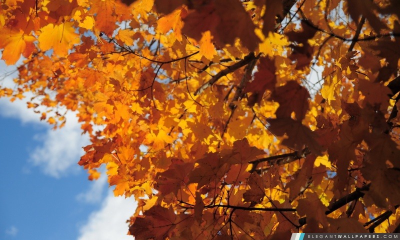 De couleur rouille des feuilles d'érable, Arrière-plans HD à télécharger