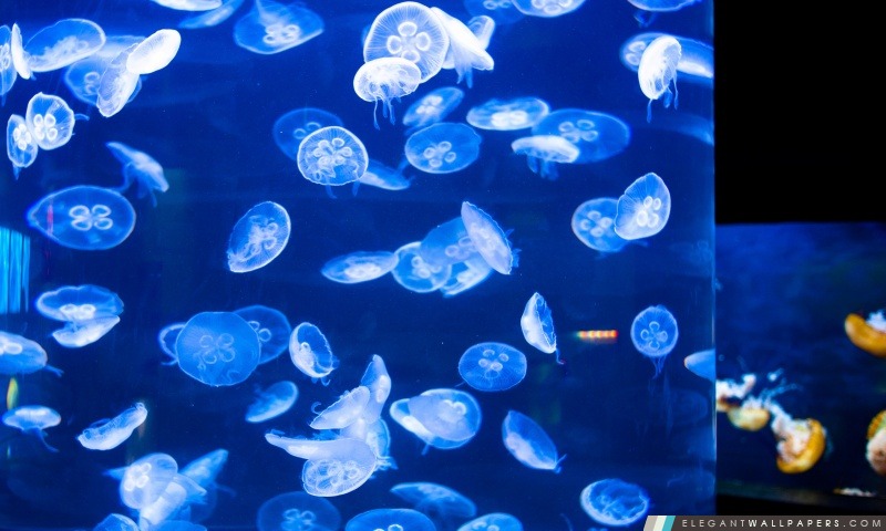 Méduses à l'aquarium de la baie, Arrière-plans HD à télécharger