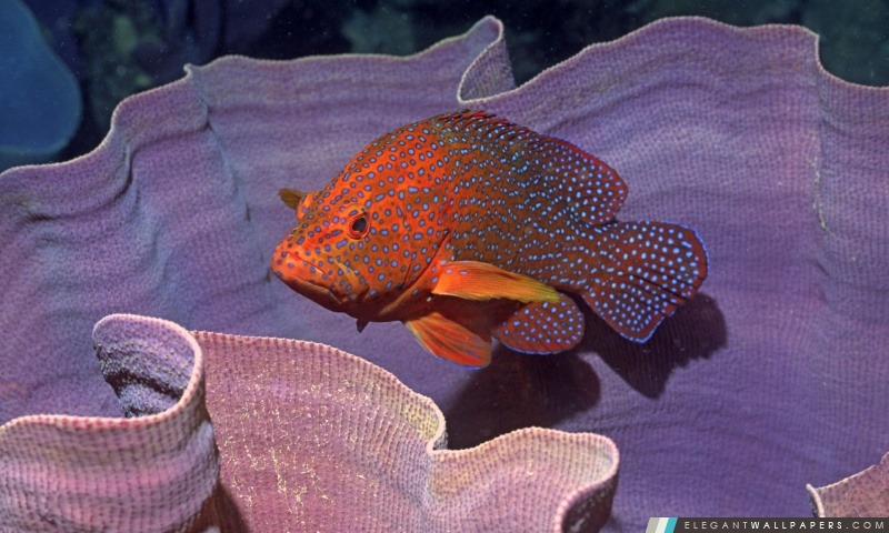Coral Cod Dans Oreille d'éléphant éponge Cephalopholis Minata En Ianthella Basta Îles Salomon, Arrière-plans HD à télécharger