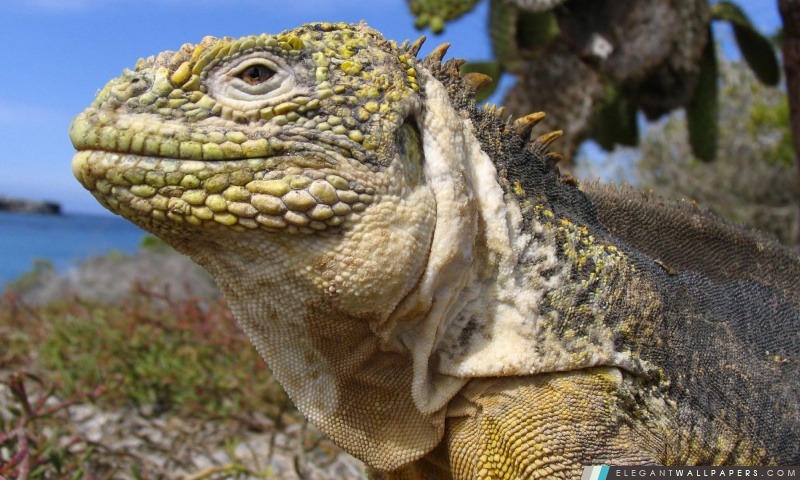 Iguane terrestre des Galapagos îles Galapagos en Equateur, Arrière-plans HD à télécharger