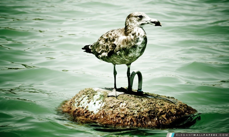 Seagull sur une bouée, Arrière-plans HD à télécharger