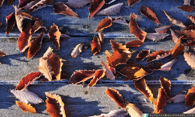 Frozen Autumn Leaves, Arrière-plans HD à télécharger