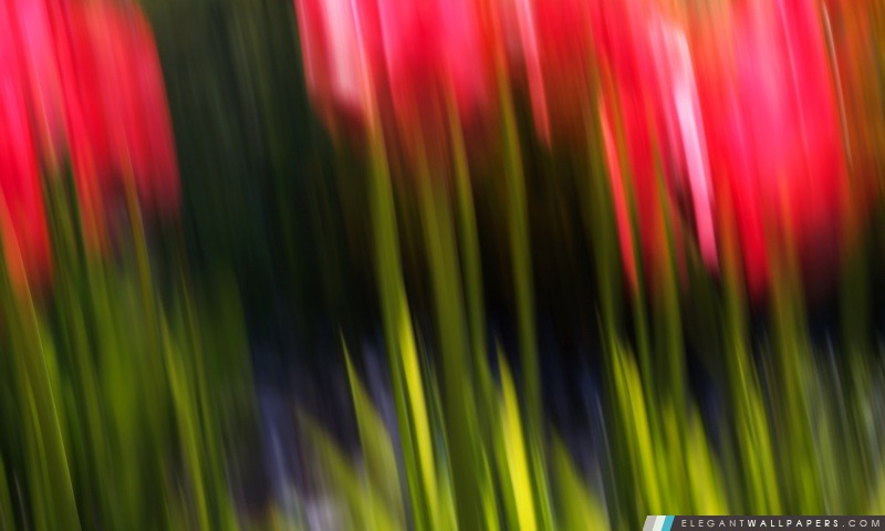 Tulip Blur, Arrière-plans HD à télécharger