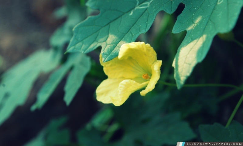 Fleur jaune et feuilles vertes, Arrière-plans HD à télécharger