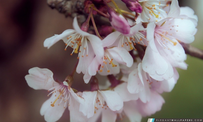 Bundle de fleurs de cerisier, Arrière-plans HD à télécharger
