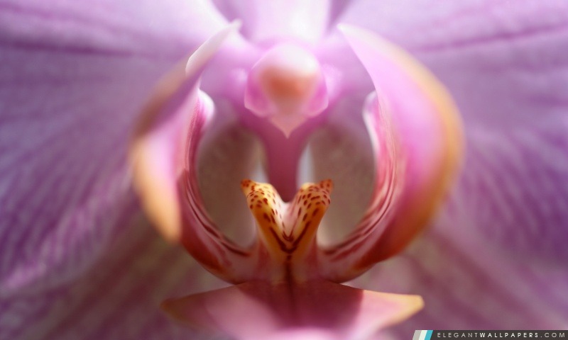 Lips Of The Orchid, Arrière-plans HD à télécharger