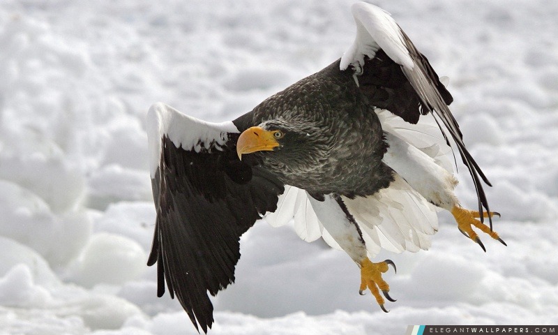 Stellers Sea Eagle Haliaeetus pelagicus, Arrière-plans HD à télécharger