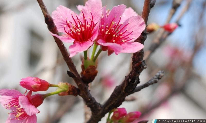 Sakura, Arrière-plans HD à télécharger