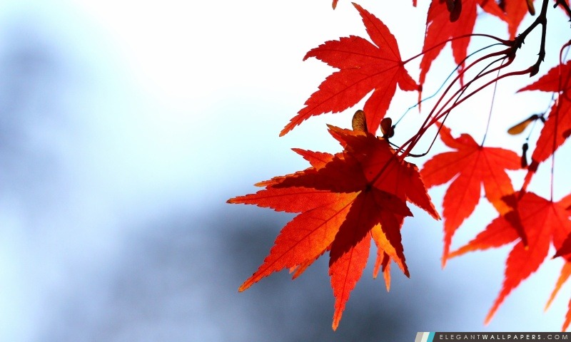 Red Leaves, Bokeh, Arrière-plans HD à télécharger