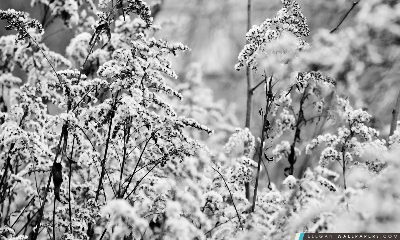 Buissons En hiver, Arrière-plans HD à télécharger