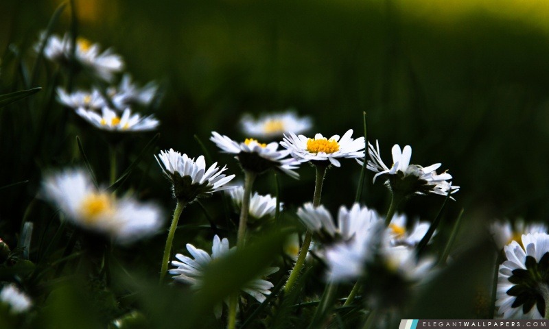 Herbe et de fleurs blanches, Arrière-plans HD à télécharger