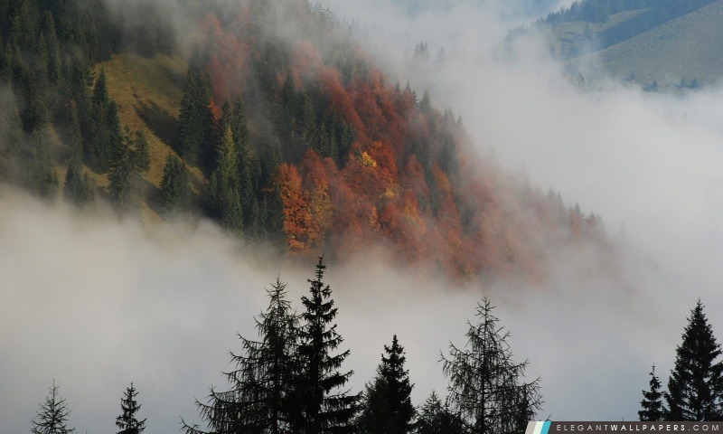Foggy Mountain Forest, Arrière-plans HD à télécharger
